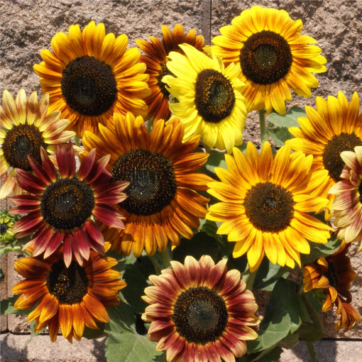 ASSORTED SUNFLOWER SEEDS <br>تشكيلة دوار الشمس
