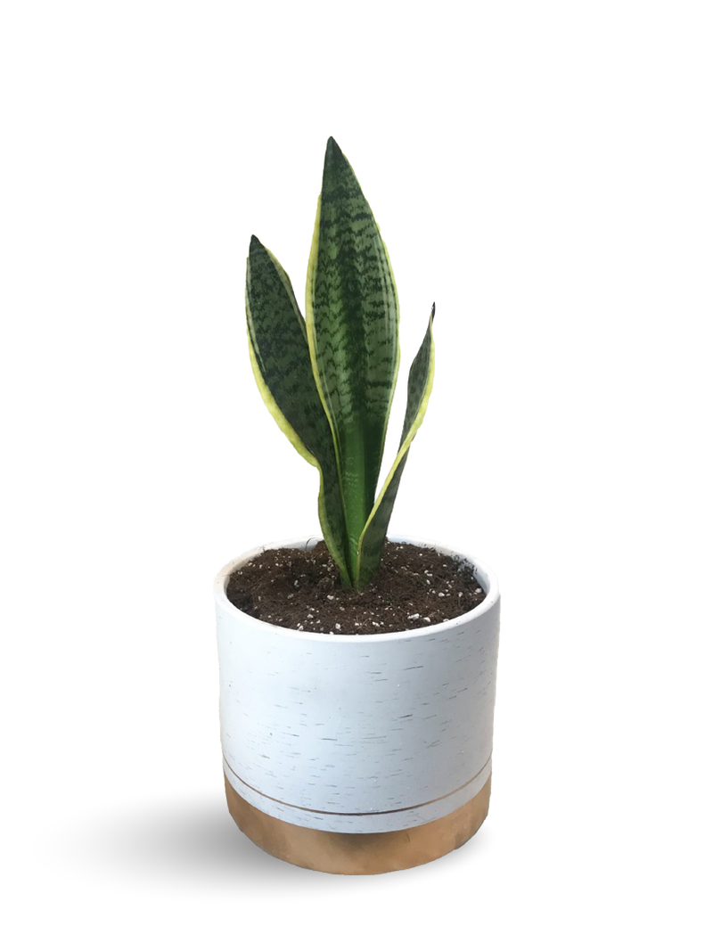 SNAKE PLANTS FOR SALE 'MOTHER IN LAW PLANT'