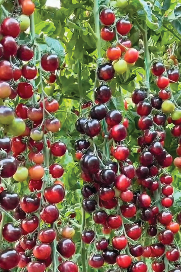 ORGANIC BLACK PEARL TOMATO SEEDLING <br>  شتلات الطماطم بلاك بيرل العضوية