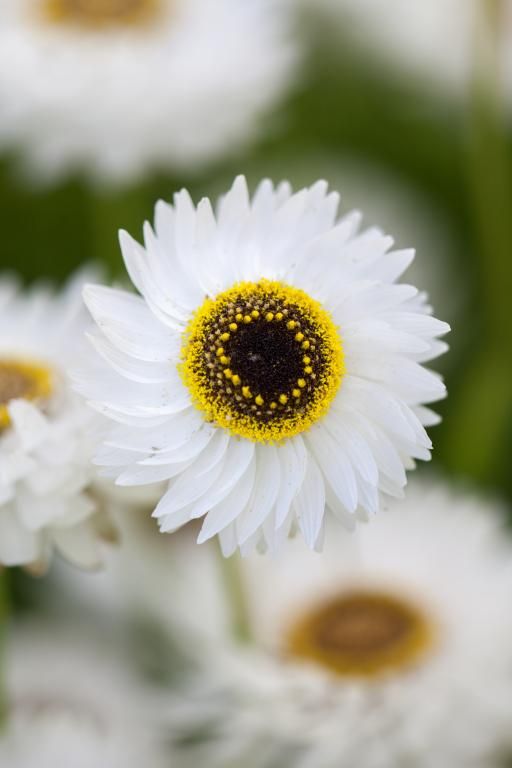 WHITE PIERROT FLOWER SEEDLING <br>شتلات زهور البيروت البيضاء