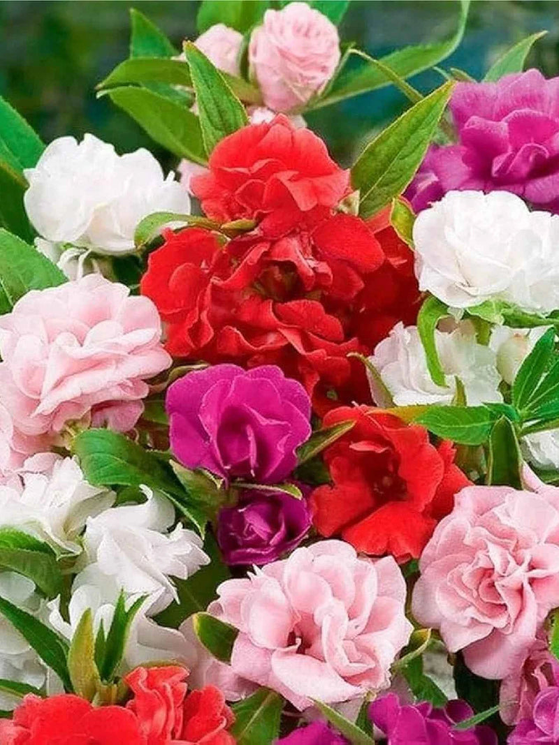 BALSAMINA MIX FLOWER SEEDLING <br>  شتلات زهور مكس البلسم