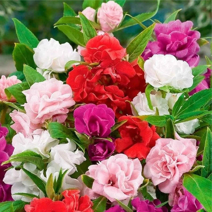 BALSAMINA MIX FLOWER SEEDLING <br>  شتلات زهور مكس البلسم