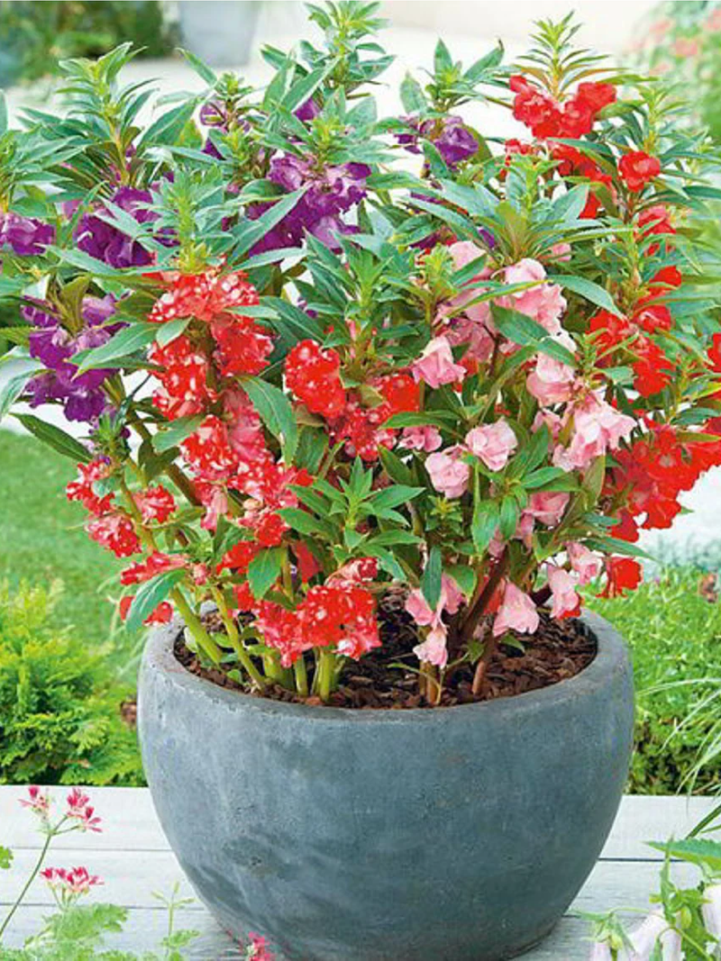 BALSAMINA SEEDS <br>بذور زهور البلسم