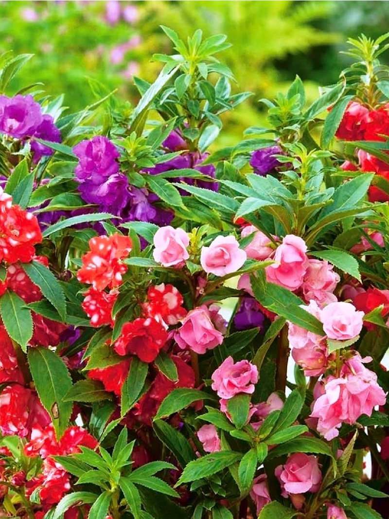 بذور زهور البلسم