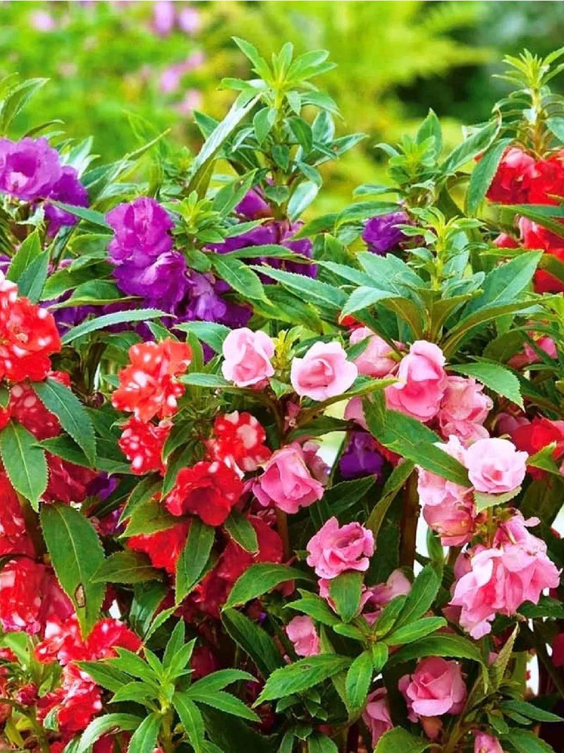 BALSAMINA MIX FLOWER SEEDLING <br>  شتلات زهور مكس البلسم