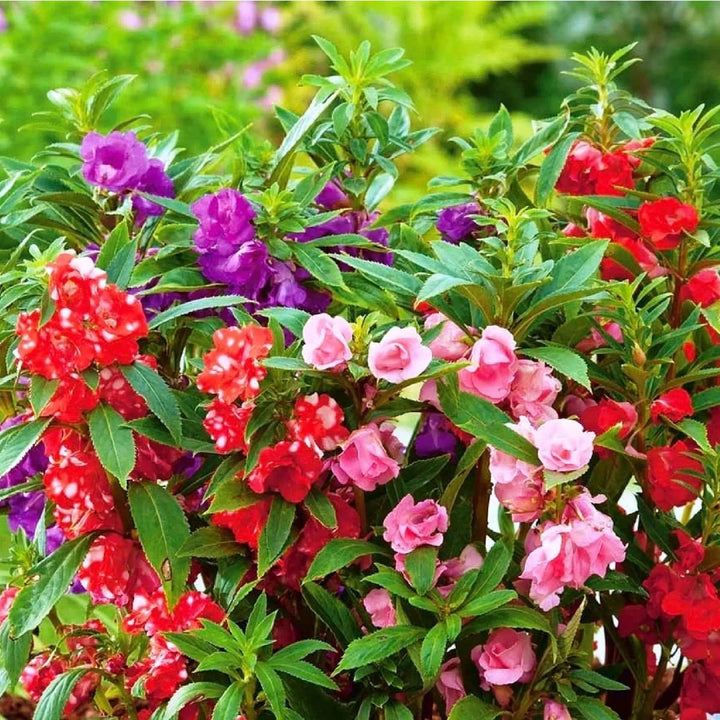 BALSAMINA MIX FLOWER SEEDLING <br>  شتلات زهور مكس البلسم
