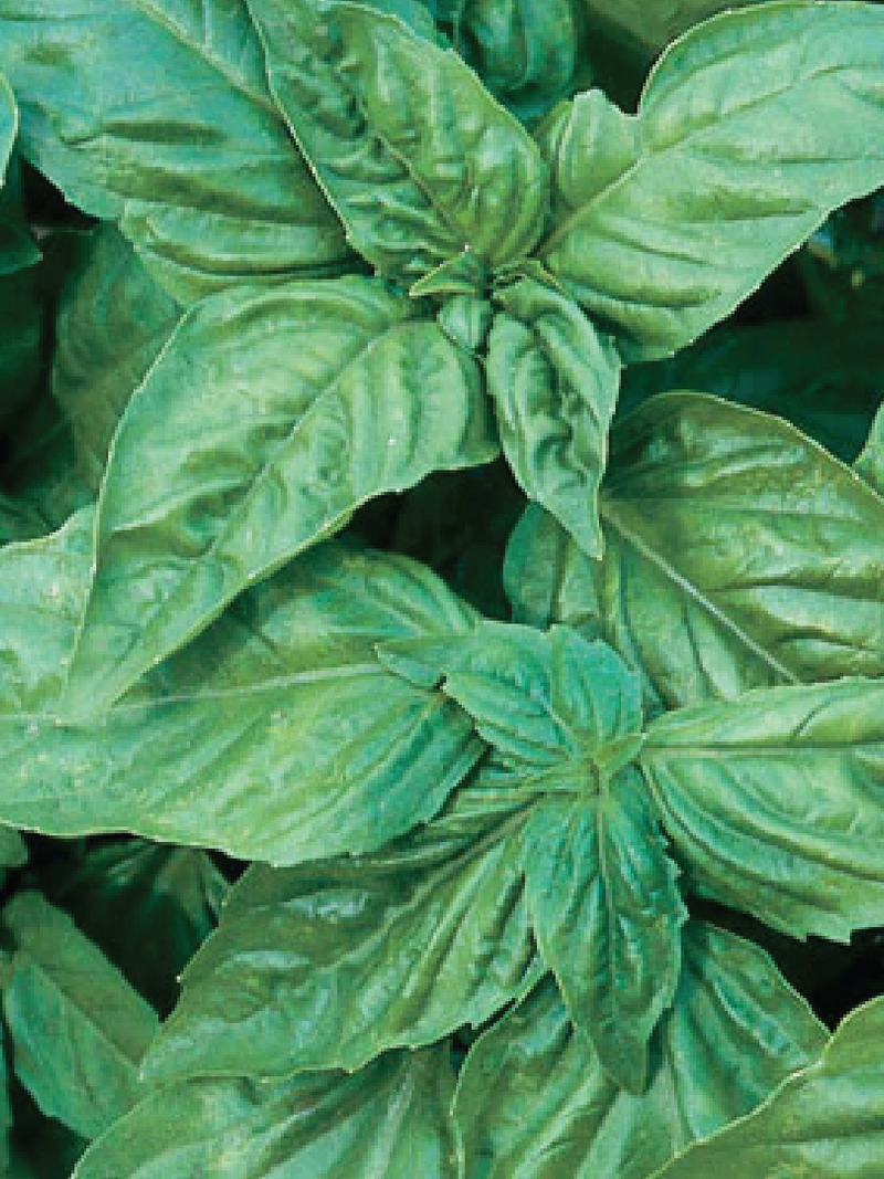 ITALIAN BASIL SEEDS<br> بذور الريحان الايطالي