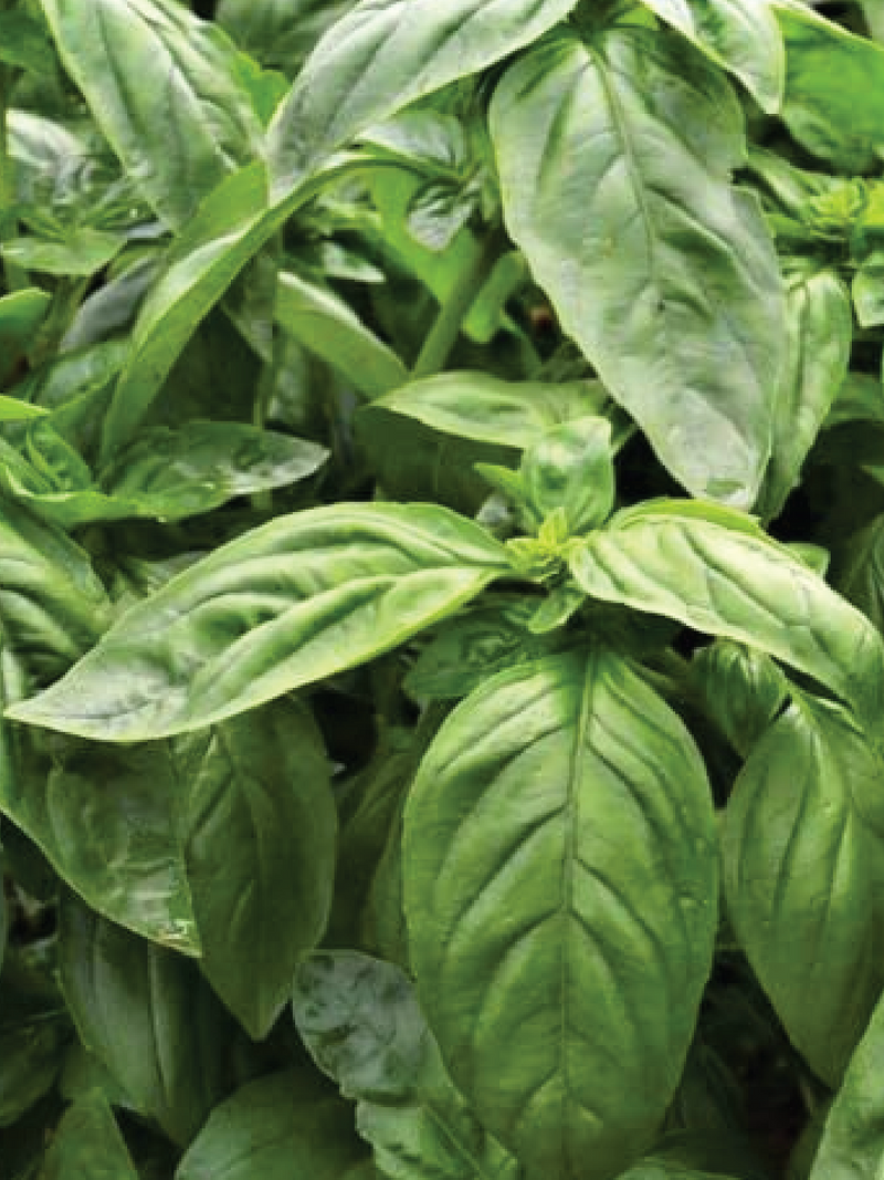 ORGANIC LARGE LEAF ITALIAN BASIL SEEDLING <br>شتلات الريحان الايطالي العضوية ذو الاوراق الكبيرة
