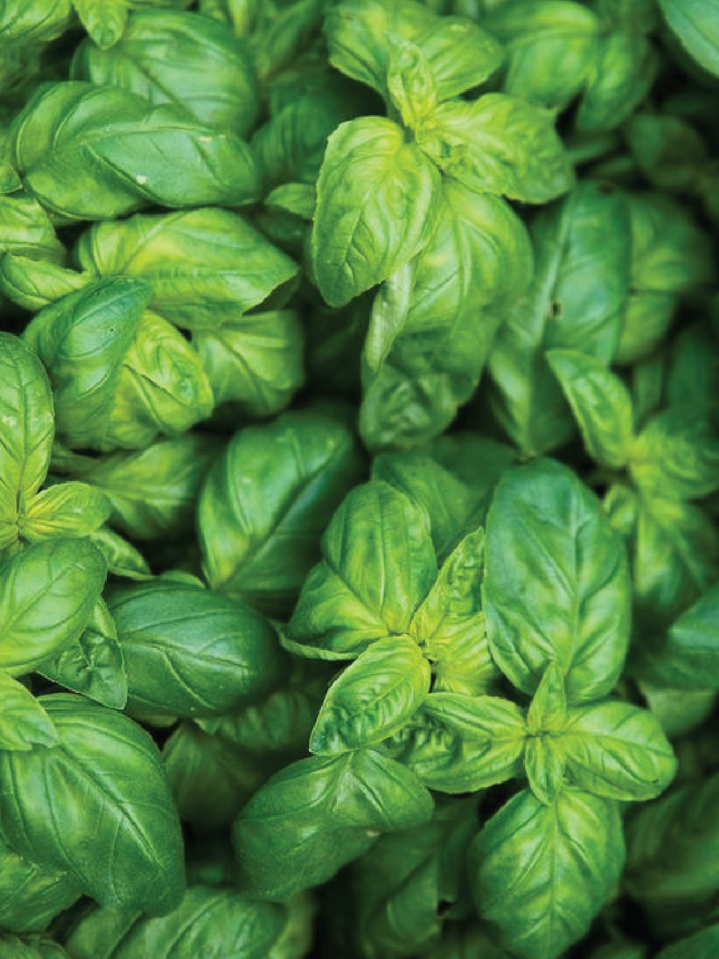 ORGANIC LARGE LEAF ITALIAN BASIL SEEDLING <br>شتلات الريحان الايطالي العضوية ذو الاوراق الكبيرة