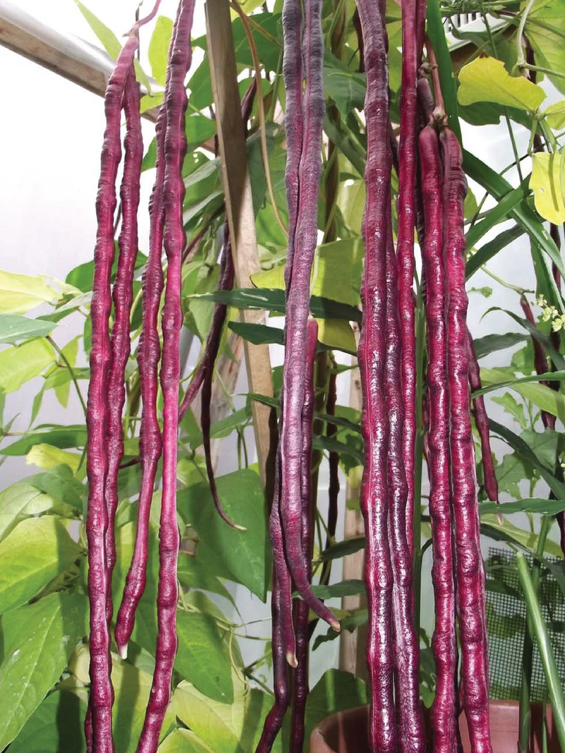 ORGANIC LONG PURPLE BEANS SEEDLING <br> شتلات الفاصوليا البنفسجية الطويلة العضوية