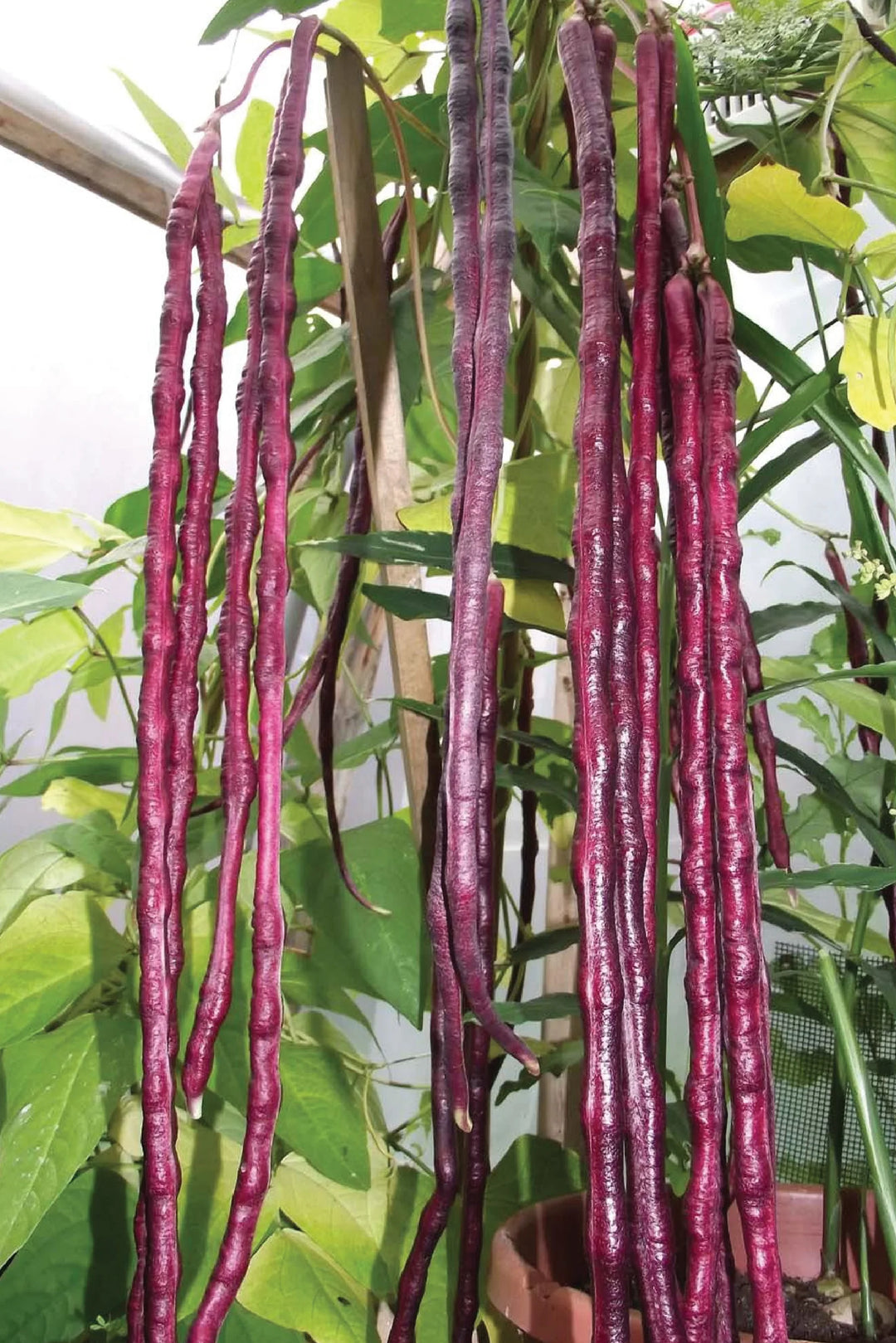 LONG PURPLE BEAN SEEDS <br> بذور الفاصولياء البنفسجية الطويلة