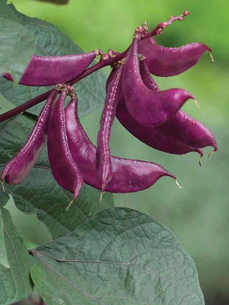ORGANIC PURPLE HYACINTH BEANS SEEDLING <br> شتلات الفاصولياء الياقوتية البنفسجية العضوية