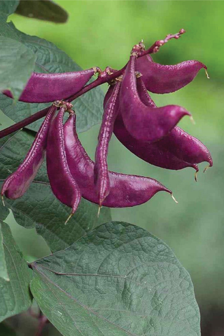 ORGANIC PURPLE HYACINTH BEANS SEEDLING <br> شتلات الفاصولياء الياقوتية البنفسجية العضوية