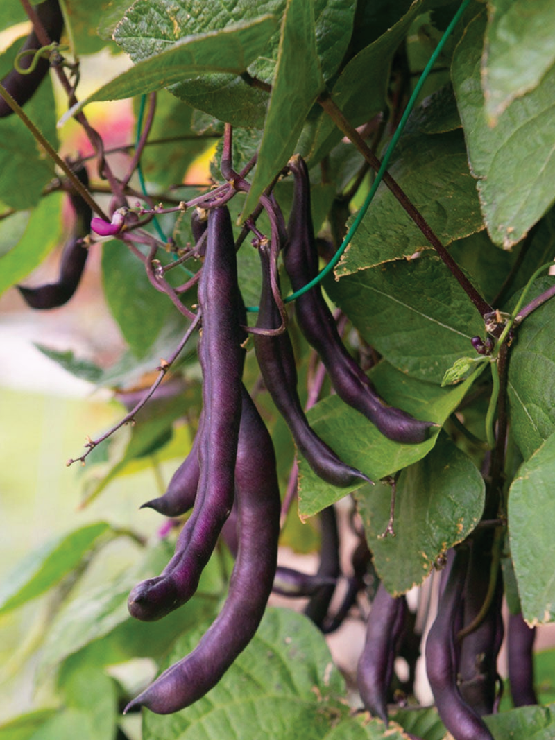ORGANIC BEAN BUSH BURGUNDY SEEDLING  فاصوليا بوش بورجوندي العضوية