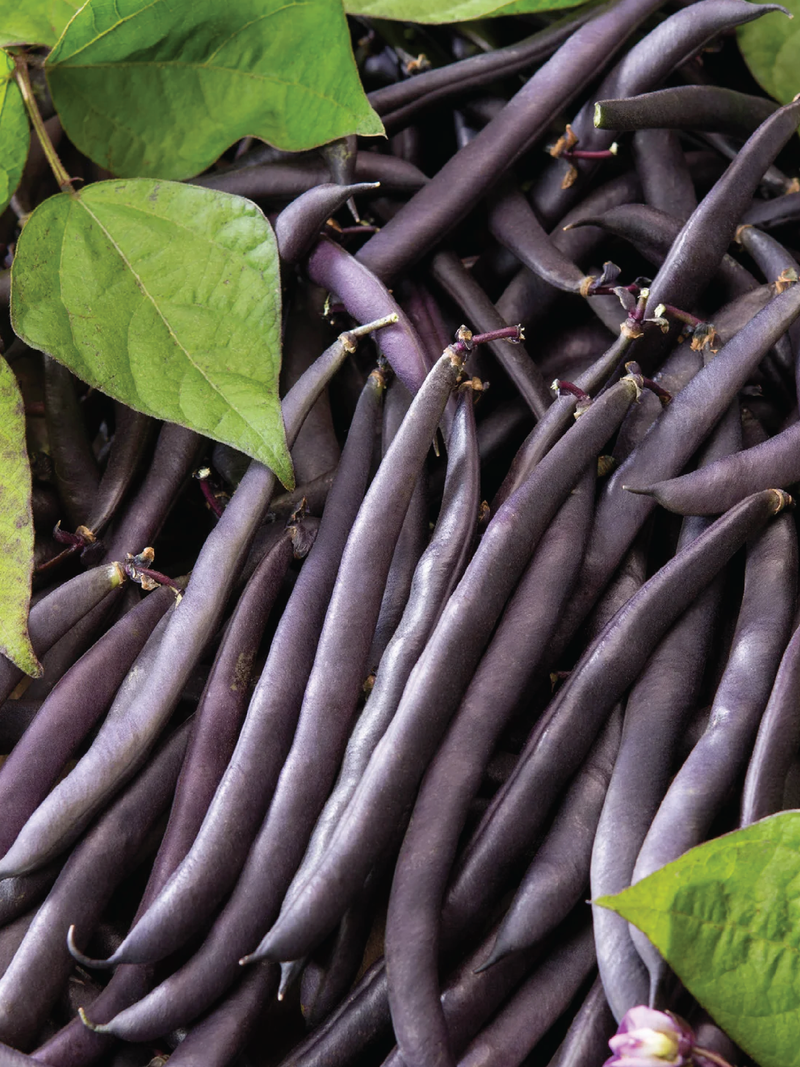 ORGANIC BEAN BUSH BURGUNDY SEEDLING  فاصوليا بوش بورجوندي العضوية