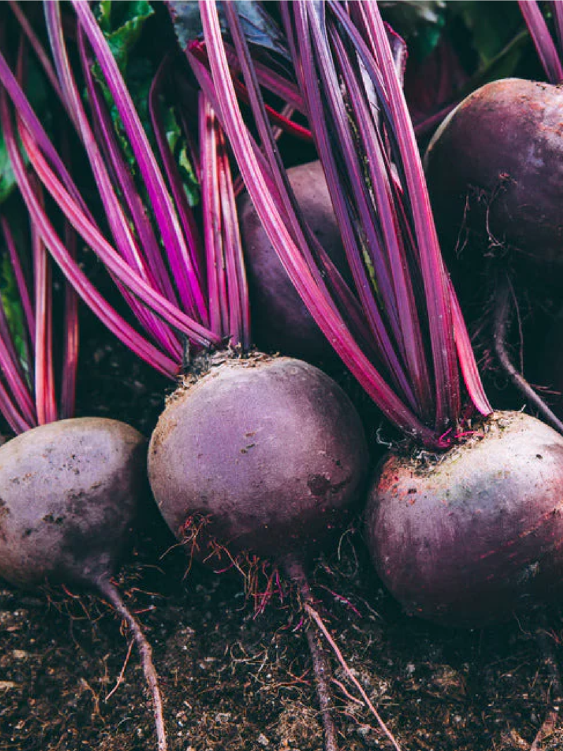 DETROIT BEETROOT SEEDS <br> بذور الشمندر ديترويت