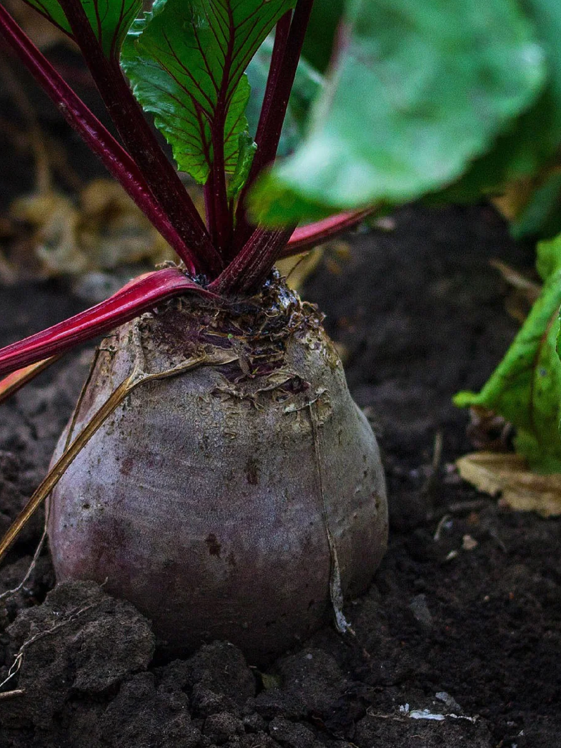 DETROIT BEETROOT SEEDS <br> بذور الشمندر ديترويت