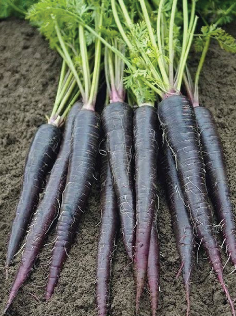 BLACK NEBULA CARROT SEEDS <br> بذور جزر بلاك نيبولا