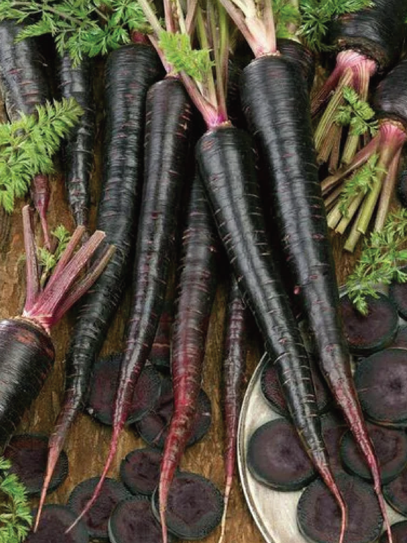 BLACK NEBULA CARROT SEEDS <br> بذور جزر بلاك نيبولا