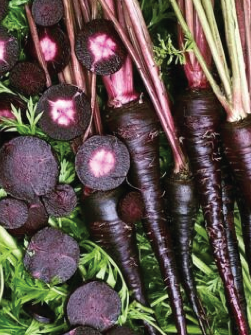 BLACK NEBULA CARROT SEEDS <br> بذور جزر بلاك نيبولا