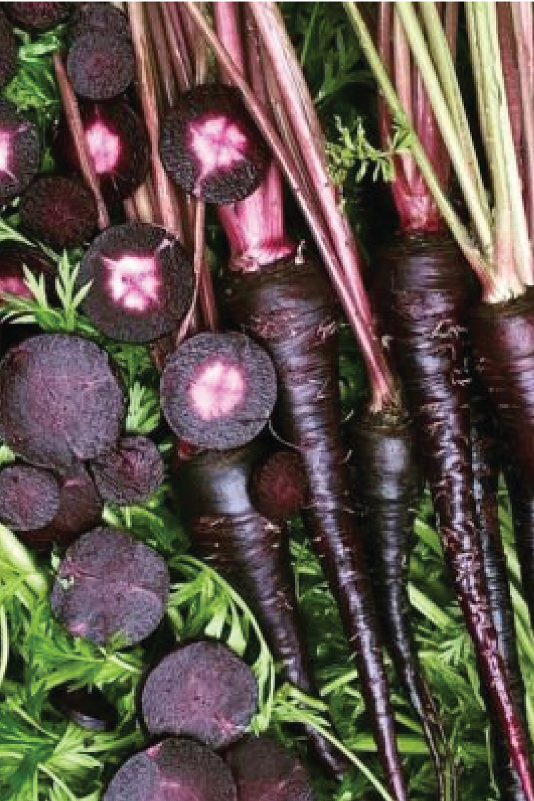 BLACK NEBULA CARROT SEEDS <br> بذور جزر بلاك نيبولا