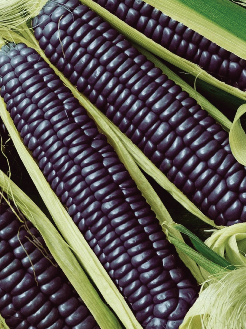 BLACK CORN SEEDS