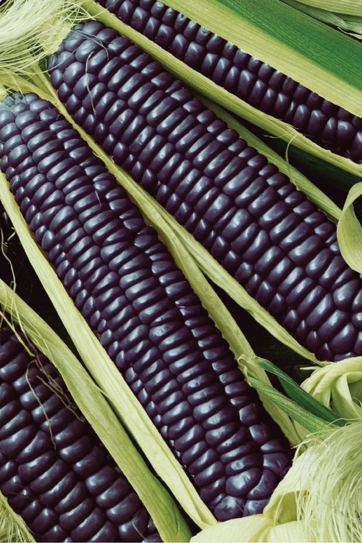 BLACK CORN SEEDS