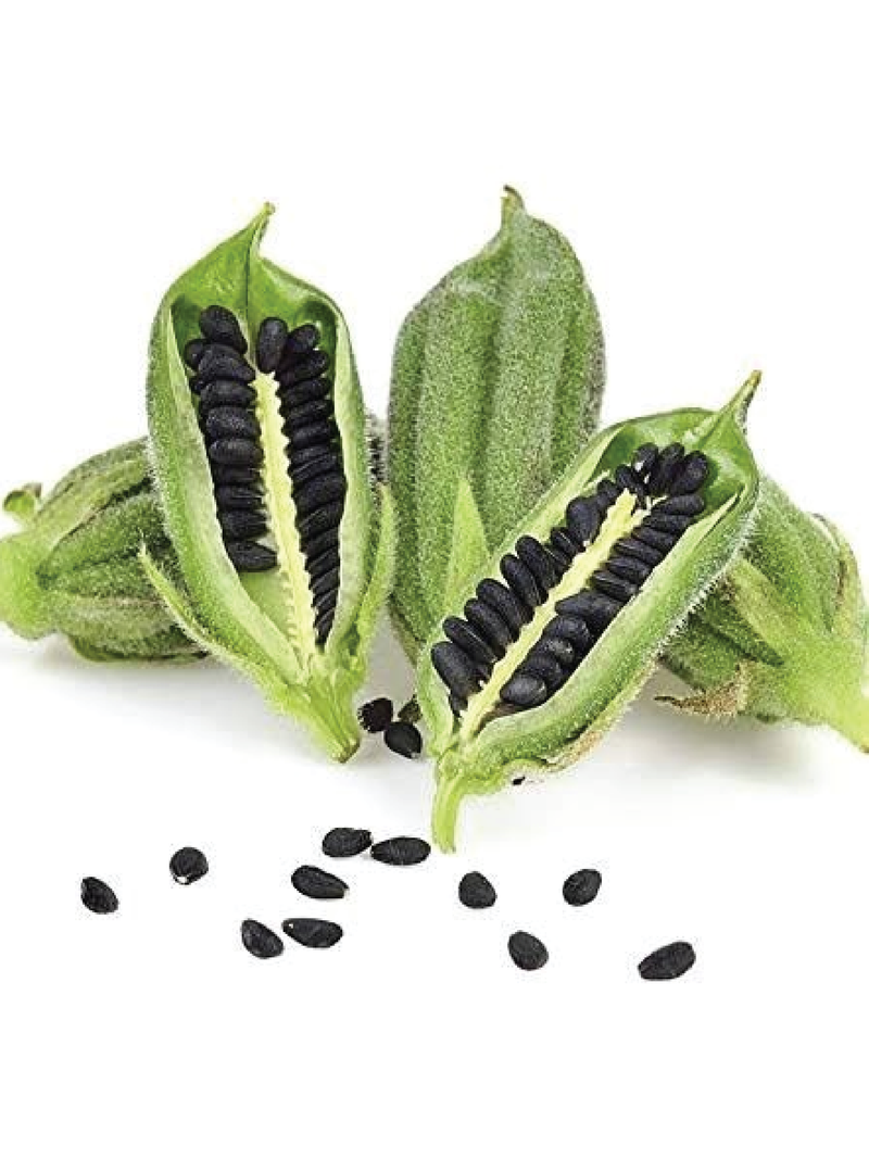ORGANIC BLACK SESAME SEEDLING