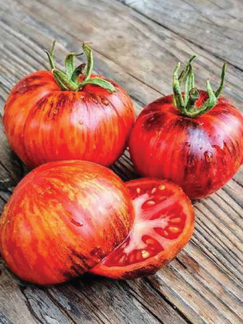 ORGANIC BLACK SHADOW TOMATO SEEDLING <br> شتلات طماطم بلاك شادو العضوية