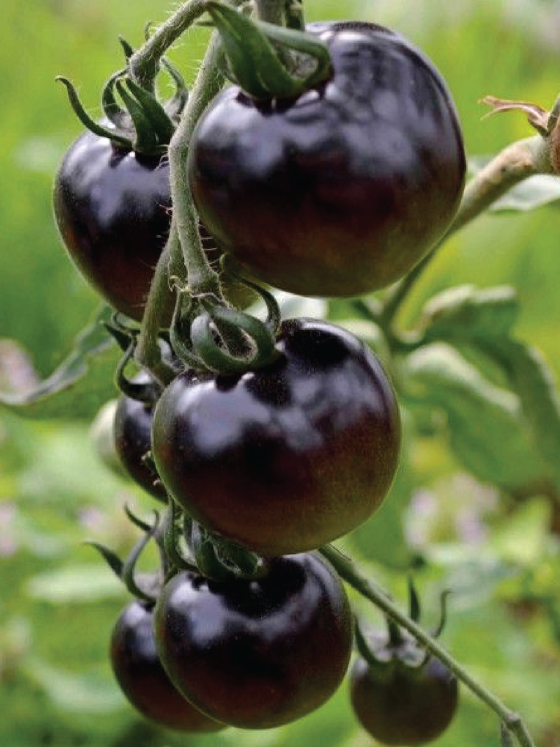 ORGANIC BLACK TOMATO SEEDLING <br> شتلات الطماطم الأسود العضوية