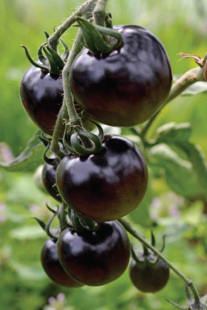 ORGANIC BLACK TOMATO SEEDLING <br> شتلات الطماطم السوداء العضوية