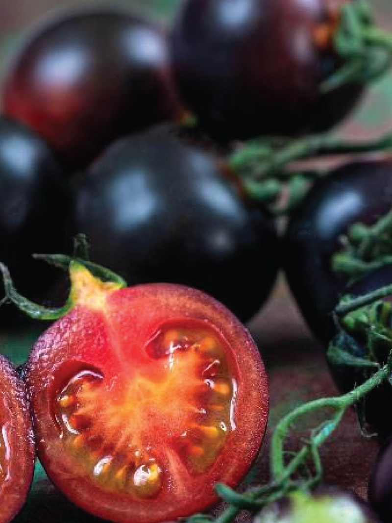 ORGANIC BLACK TOMATO SEEDLING <br> شتلات الطماطم الأسود العضوية