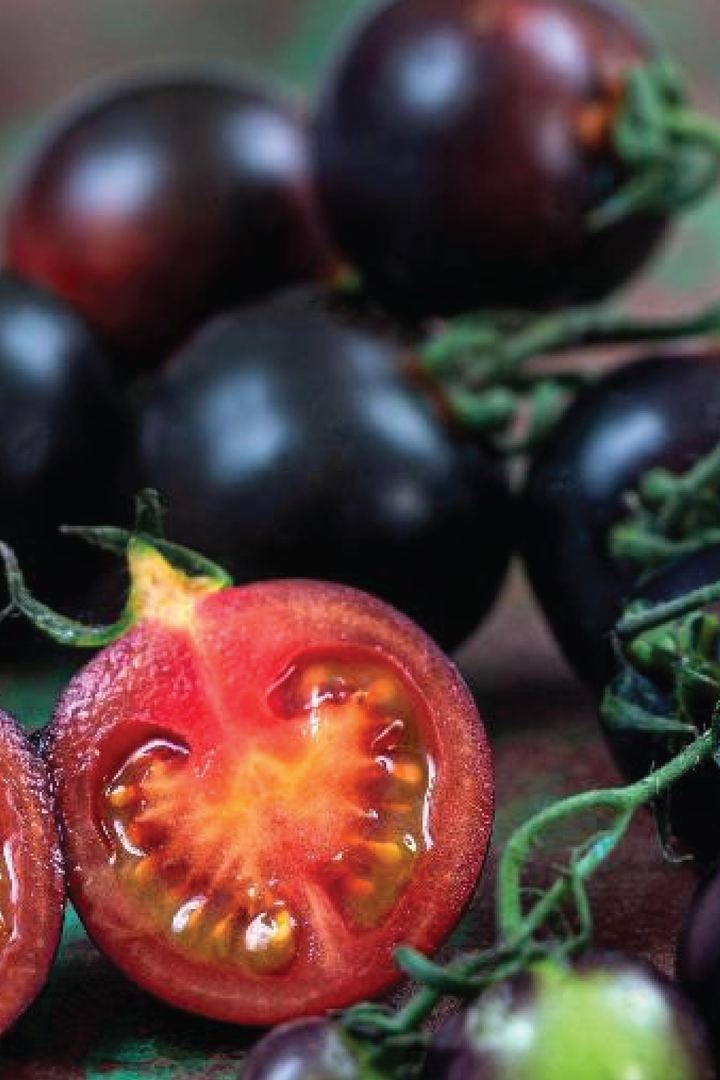 ORGANIC BLACK TOMATO SEEDLING <br> شتلات الطماطم السوداء العضوية