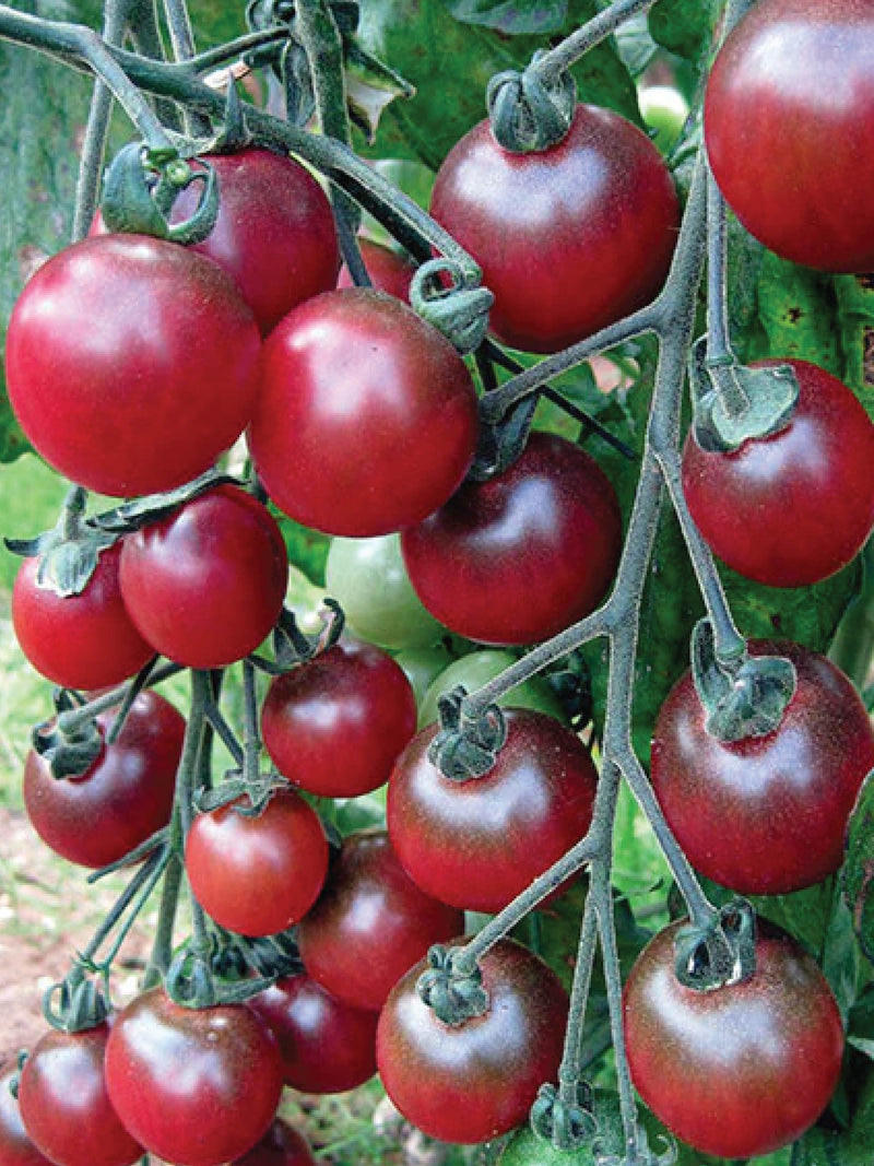 ORGANIC TOMATO CHERRY ROSELLA SEEDLING<br>  شتلات الطماطم العضوية روزيلا اللذيذه