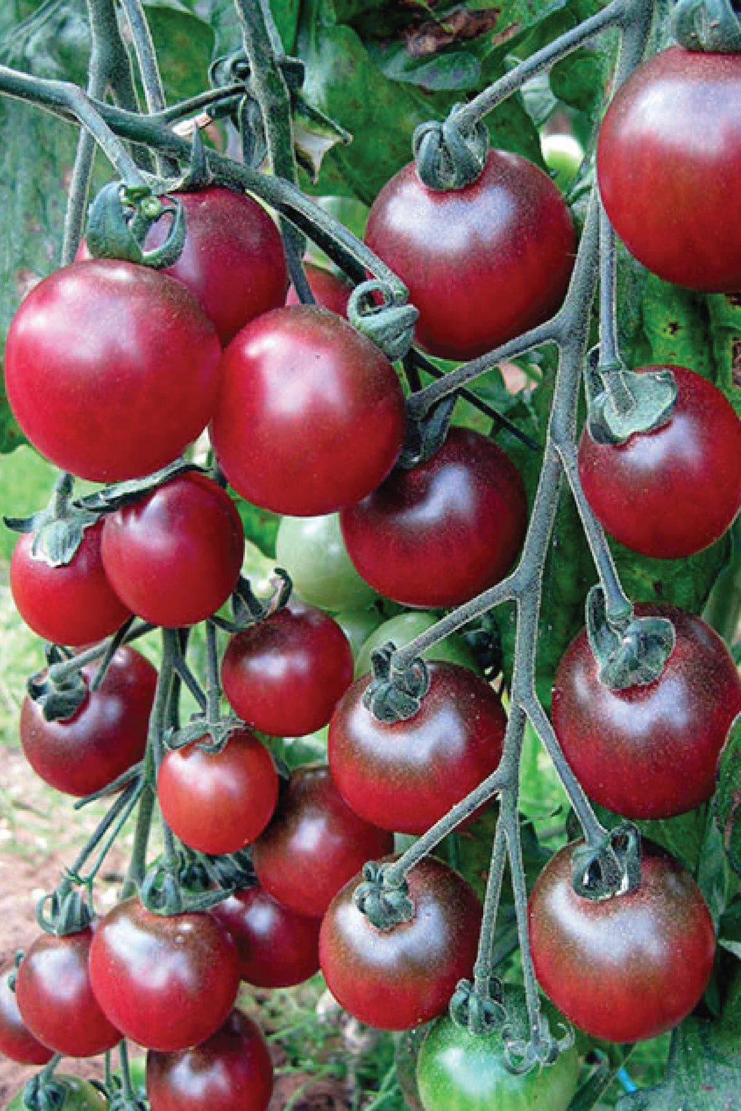 ORGANIC TOMATO CHERRY ROSELLA SEEDLING<br>  شتلات الطماطم العضوية روزيلا اللذيذه