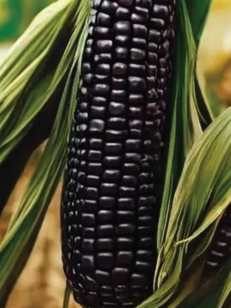 BLACK CORN SEEDS <br> بذور الذرة السوداء