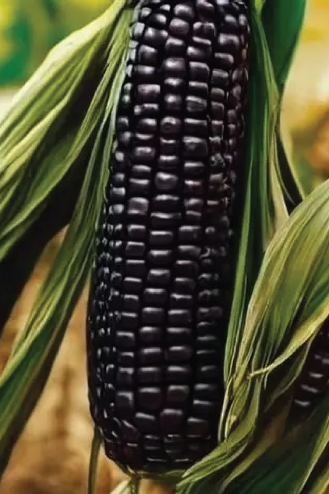 BLACK CORN SEEDS <br> بذور الذرة السوداء