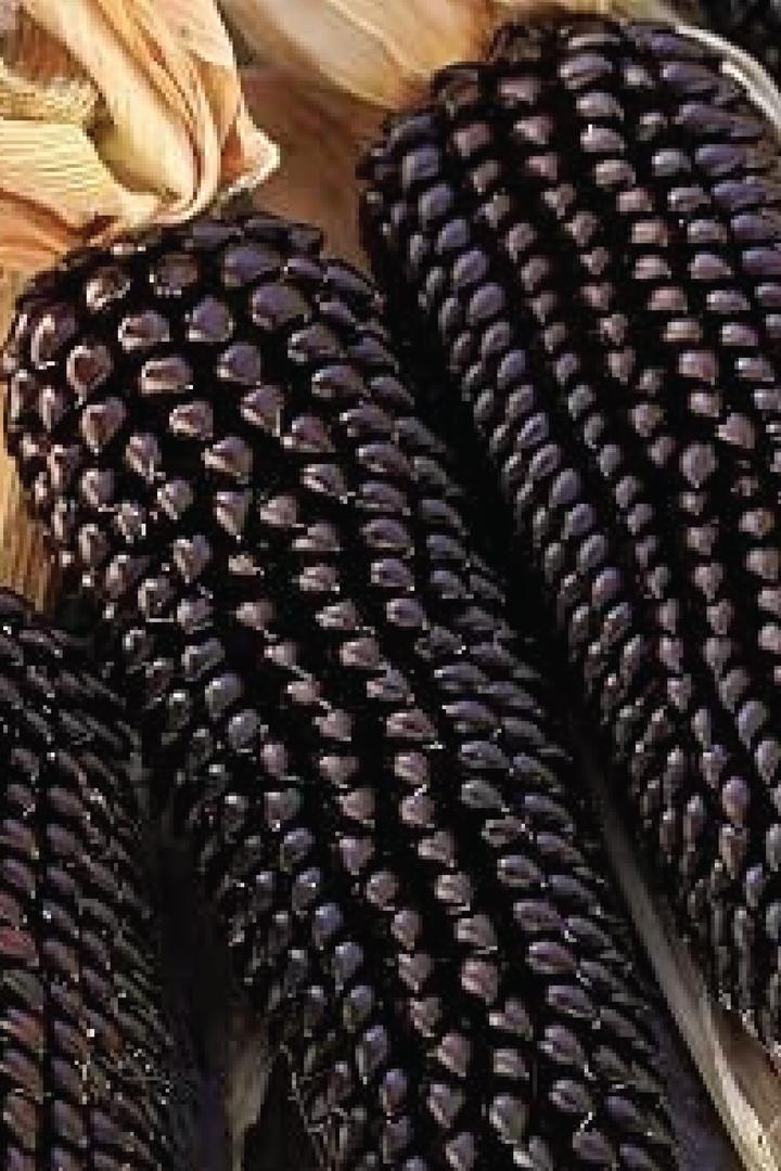 BLACK CORN SEEDS <br> بذور الذرة السوداء