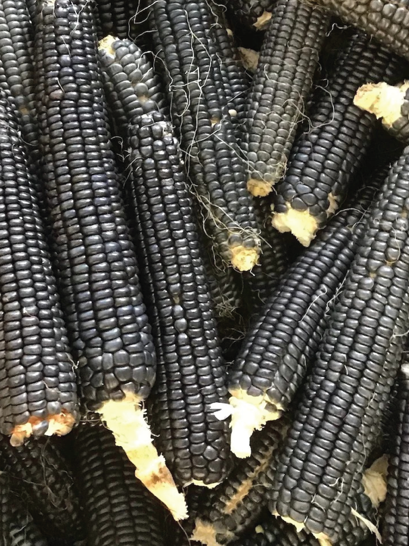 BLACK CORN SEEDS <br> بذور الذرة السوداء