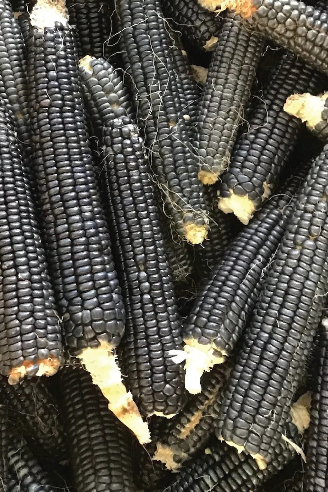 BLACK CORN SEEDS <br> بذور الذرة السوداء