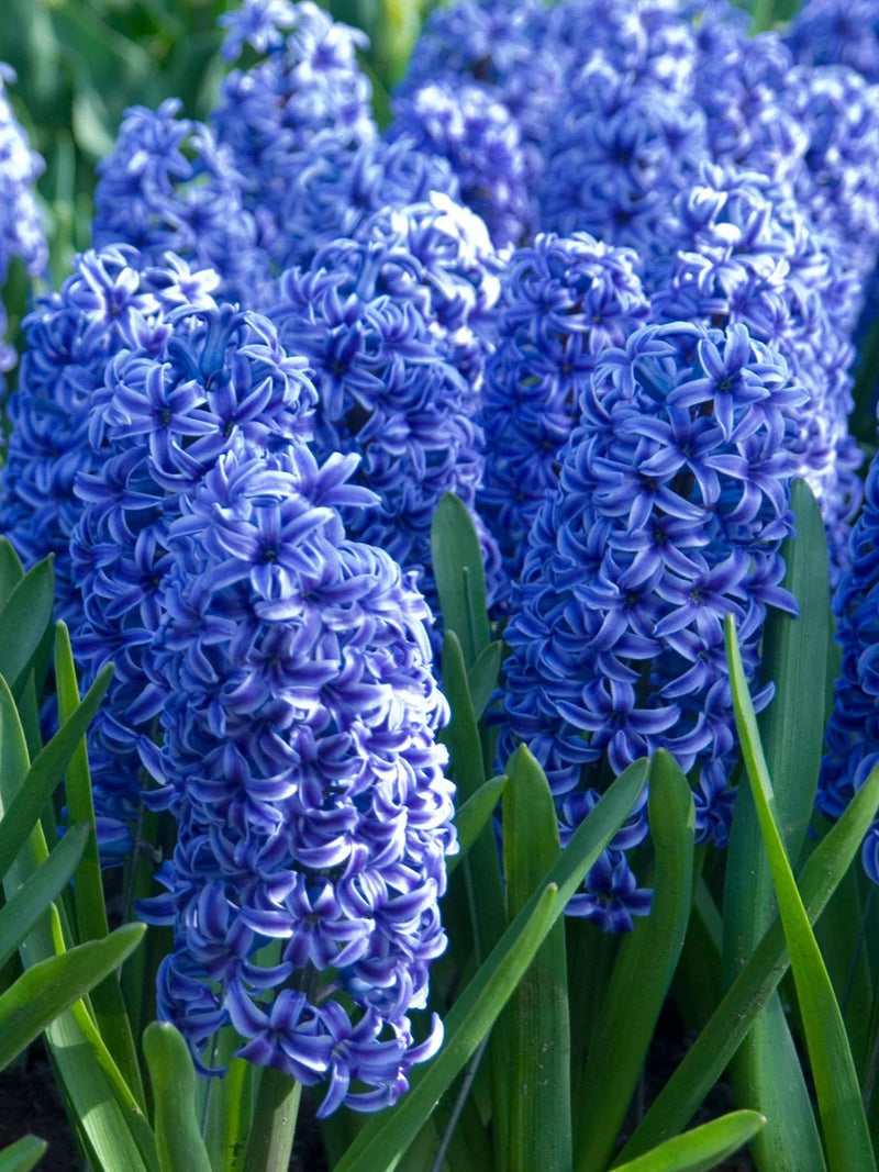 BLUE HYACINTH FLOWER BULBS <br> أبصال زهور الياقوتية أزرق