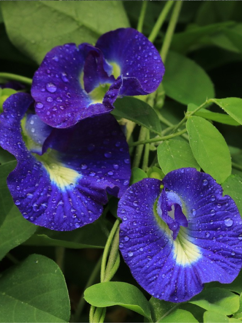 BLUE TEA SEEDS<br> بذور الشاي الأزرق