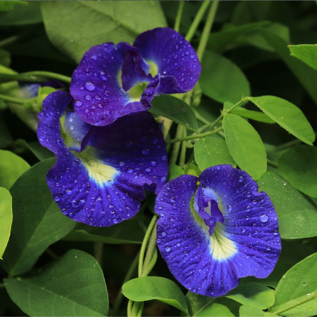 BLUE TEA SEEDS<br> بذور الشاي الأزرق