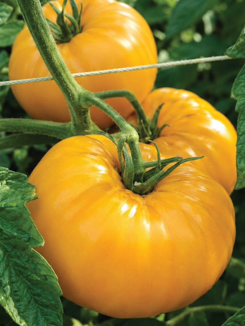 TOMATO BRANDYWINE YELLOW SEEDS <br> بذور طماطم براندي واين الأصفر