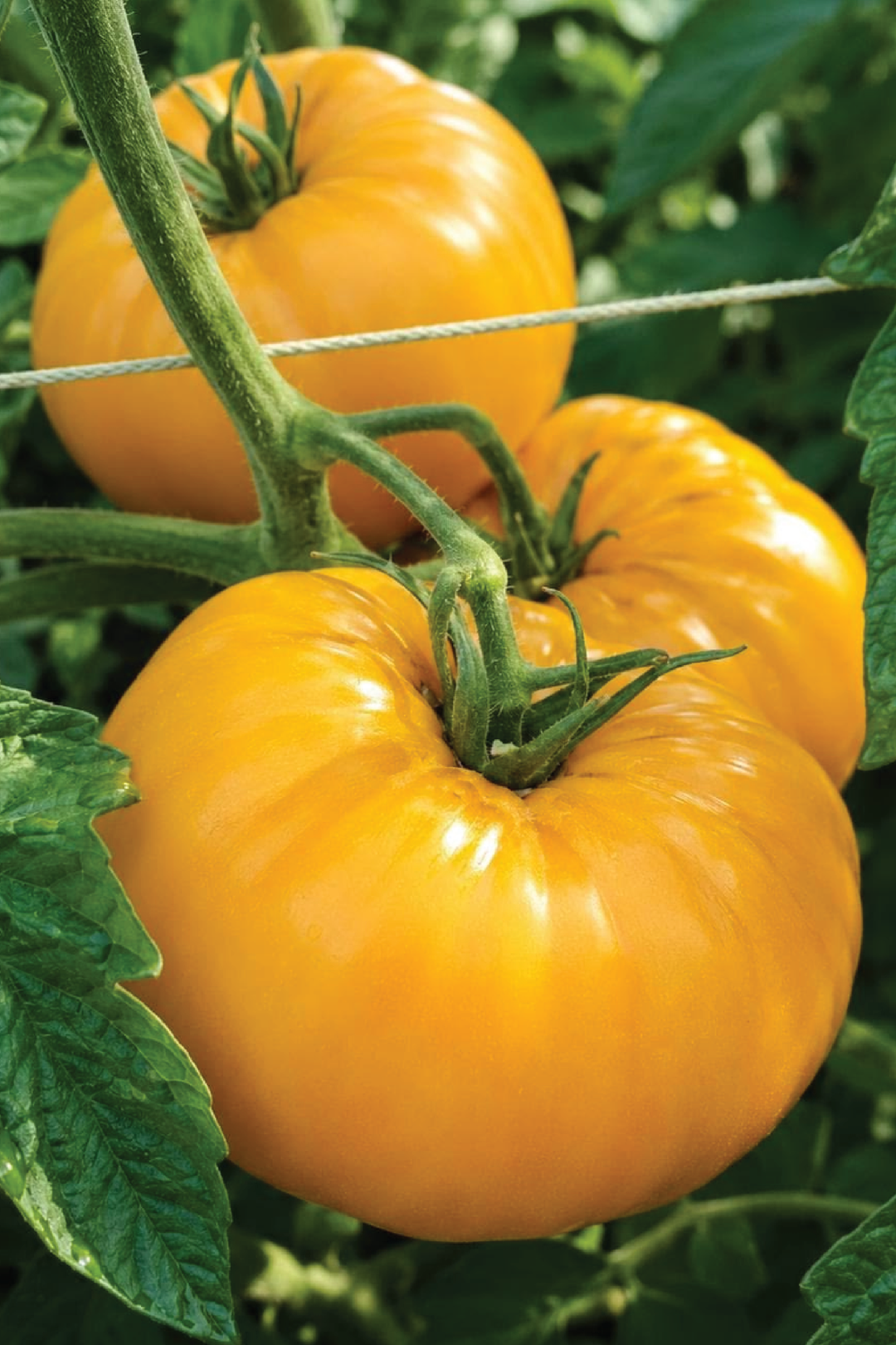 YELLOW BRANDYWINE TOMATO SEEDLING <br> شتلات طماطم براندي واين أصفر
