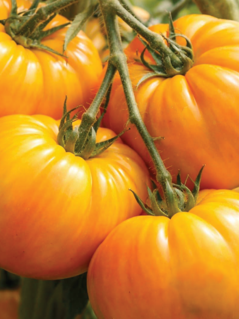 TOMATO BRANDYWINE YELLOW SEEDS <br> بذور طماطم براندي واين الأصفر