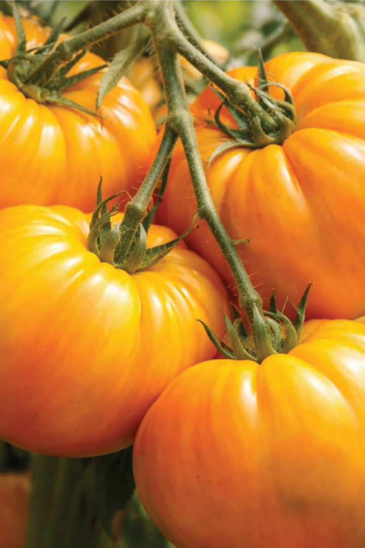 YELLOW BRANDYWINE TOMATO SEEDLING <br> شتلات طماطم براندي واين أصفر