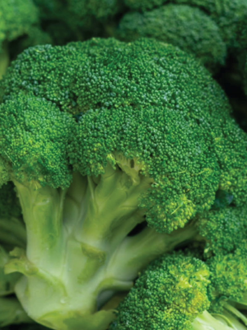 ORGANIC BROCCOLI SEEDLING <br> شتلات البروكولي العضوية