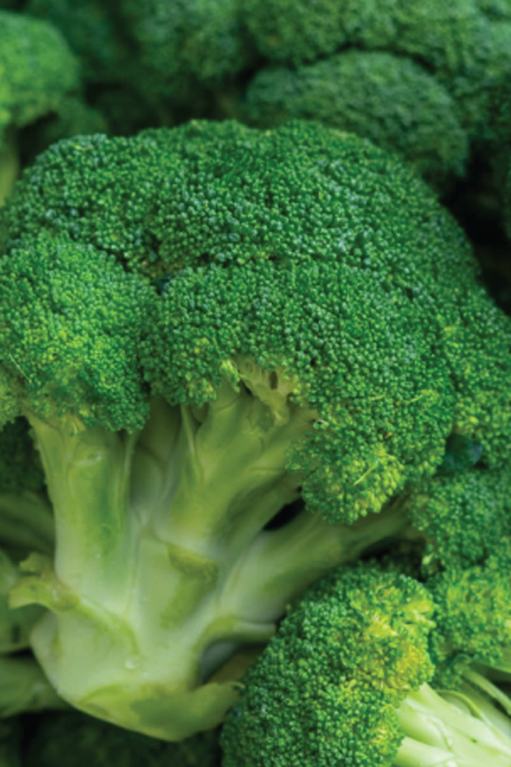 ORGANIC BROCCOLI SEEDLING <br> شتلات البروكولي العضوية