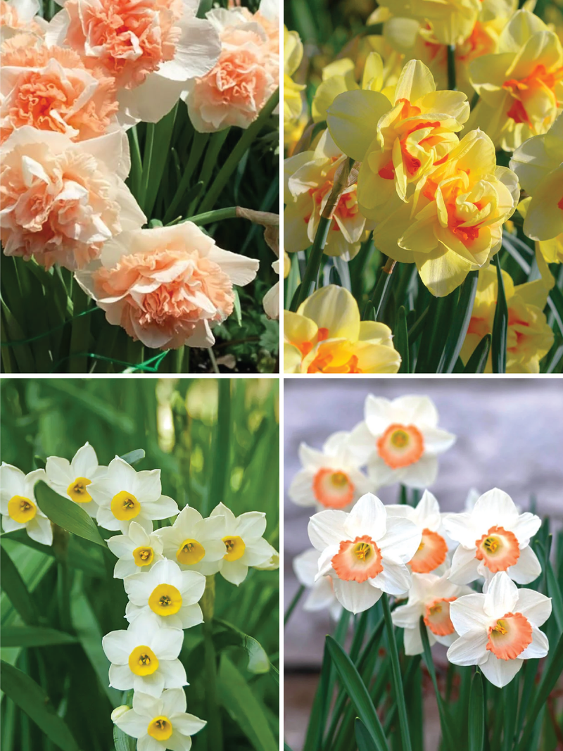 MIX DAFFODILS FLOWER BULBS <br>أبصال زهور النرجس مكس